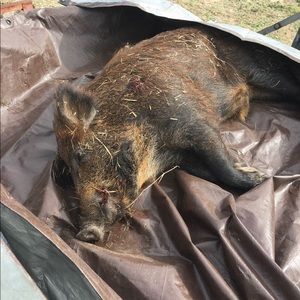 Meet your Posher, Dona